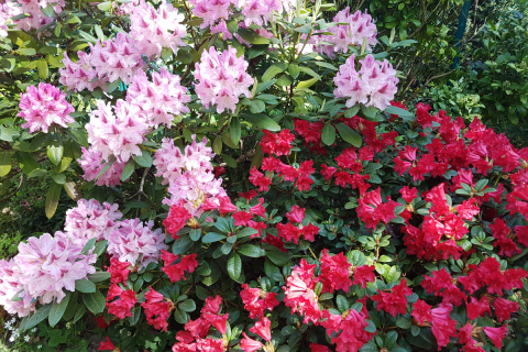 Uprawa i pielęgnacja rododendronów w ogrodzie – wszystko o sadzeniu różaneczników