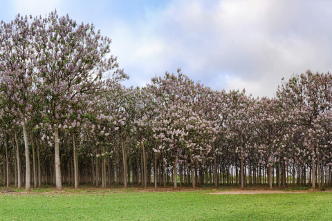 Paulownia – cesarskie drzewo tlenowe, które odmieni oblicze Twojego ogrodu
