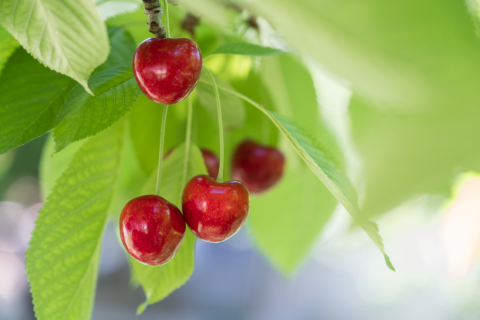 Słodziutkie czereśnie: Najlepsze odmiany do Twojego ogrodu