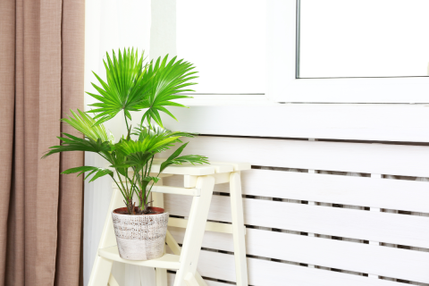 Klon palmowy atropurpureum – Jak uprawiać piękne drzewko w donicy i na tarasie?